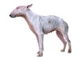 Thin bull terrier Royalty Free Stock Photo