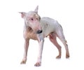 Thin bull terrier Royalty Free Stock Photo