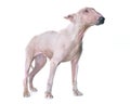 Thin bull terrier Royalty Free Stock Photo