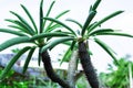 Thin cactus with leaves