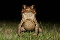 Thin Cane Toad seen on Kauai Royalty Free Stock Photo