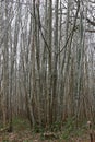 Thin coppiced trees in a woodland