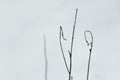 Thin curled hedge branches standing up on snow in winter Royalty Free Stock Photo