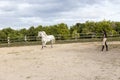 Thin dark-haired young woman in riding clothes exercising her white horse on lead