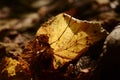 Thin dry autumn birch tree leaves on the ground translucent golden soft light