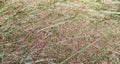 Thin dry grass. Summer meadow.