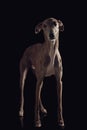 thin english greyhound dog with skinny legs looking away and standing Royalty Free Stock Photo