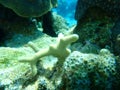 Thin finger coral Porites divaricata undersea, Caribbean Sea, Cuba, Playa Cueva de los peces Royalty Free Stock Photo