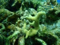 Thin finger coral Porites divaricata undersea, Caribbean Sea, Cuba, Playa Cueva de los peces Royalty Free Stock Photo