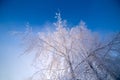 Thin frosty birch branches on clear blue gradient sky background at freexing winter daylight