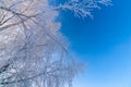 Thin frosty birch branches on clear blue gradient sky background at freexing winter daylight