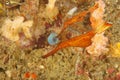 Thin Ghost pipefish Royalty Free Stock Photo