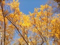 Thin and graceful branches of poplars with golden yellow leaves at the top of the crown against the background of a blue sky