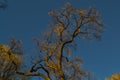 Thin graceful spring tree with yellow golden foliage in sunset light, shadows, blue sky backdrop Royalty Free Stock Photo