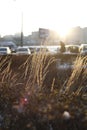 thin grass illuminated by the bright sun