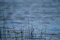 Thin grasses shoot out from the rippled water surface Royalty Free Stock Photo