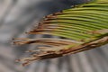 Thin and green and brown palm leaves in close-up