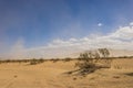 Thin Brush in Desert Climate Royalty Free Stock Photo