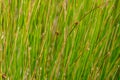 Thin Green Grasses Close Up