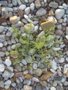 Thin green herb among stones sea rebbles