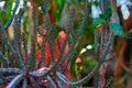 Thin green shoots tropical cactus in orange rays rising sun. Lash-like stems epiphytic cactus.