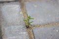 A thin green sprout grows through the asphalt