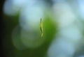 Thingreen translucent leaf suspended in the air Royalty Free Stock Photo