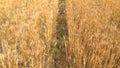 Thin ground path between dense fields with ripe wheat