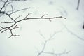 Thin hedge branches layered on snow in winter Royalty Free Stock Photo