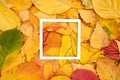 Thin hollow square frame lies on yellow, red and green autumn leaves