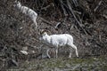 Thin-horned rams (Ovis dalli) on a lush, grassy hillside