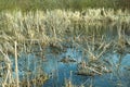 Thin ice on a swamp. Thickets of reeds and cattails