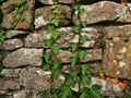 Ivy strands growing on a dry stone wall Royalty Free Stock Photo