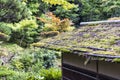 Thin Layer of Green Moss on the Pitched Roof Royalty Free Stock Photo