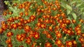 Thin-leaved marigolds - a crimson carpet of an autumn garden.