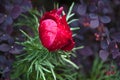 Thin-leaved peony on a background of barberry