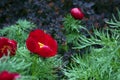 Thin-leaved peony on a background of barberry