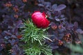 Thin-leaved peony on a background of barberry