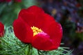 Thin-leaved peony on a background of barberry