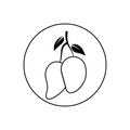 Thin line icons for Mango,fruit,vector illustrations
