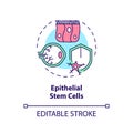 Thin line simple colorful epithelial stem cells icon concept