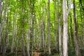 Thin and long stem hornbeam forest texture composed of dense trees