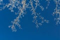 Thin openwork branches of a tree in hoarfrost in winter with pieces of snow on a blue sky background, a contrast image with a copy Royalty Free Stock Photo