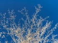Thin openwork branches of a tree in hoarfrost in winter with pieces of snow on a blue sky background, a contrast image with a copy Royalty Free Stock Photo