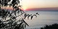 Sea sunset on a background of branches of a bush. Landscape in pink and purple colors. Openwork and beauty, light and shadows