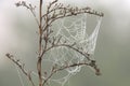 Cobweb with morning dew on a dry grass Royalty Free Stock Photo