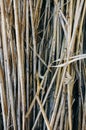 Thin organic sticks lying outdoors. Rustic background from tree branches