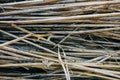 Thin organic sticks lying outdoors. Rustic background from tree branches Royalty Free Stock Photo