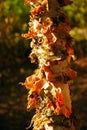 Paperbark maple details Royalty Free Stock Photo