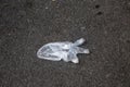 Thin plastic disposable glove on asphalt. Used glove thrown in the street. Environmental pollution after quarantine